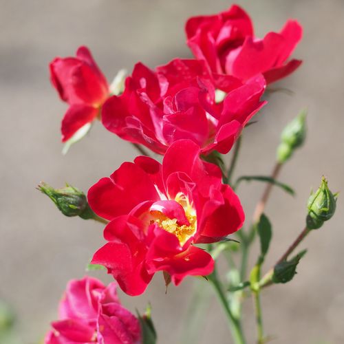 Rosa Red Drift® - roșu - Trandafir copac cu trunchi înalt - cu flori mărunți - coroană curgătoare